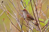 Pale-breasted Spinetail